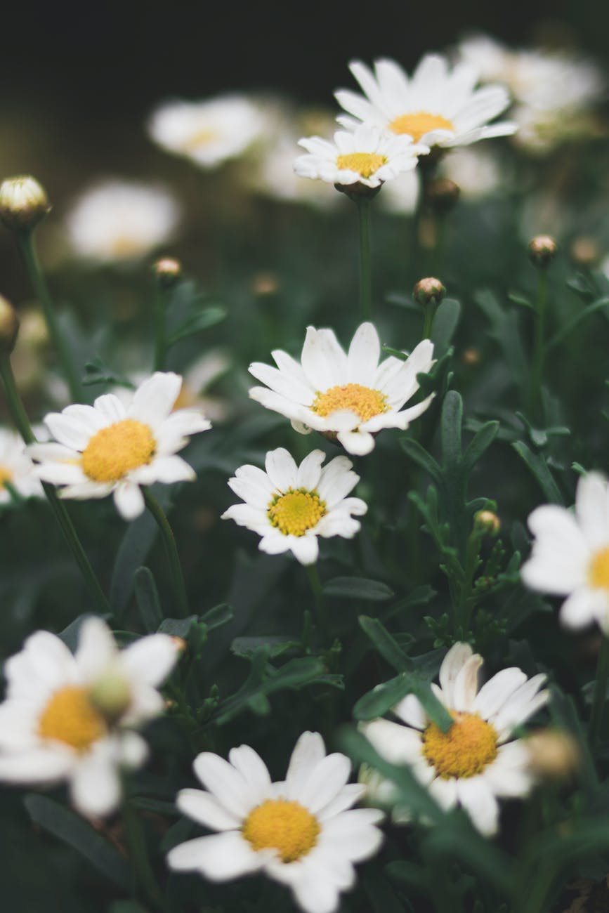 shallow focus photograph of daisy flower