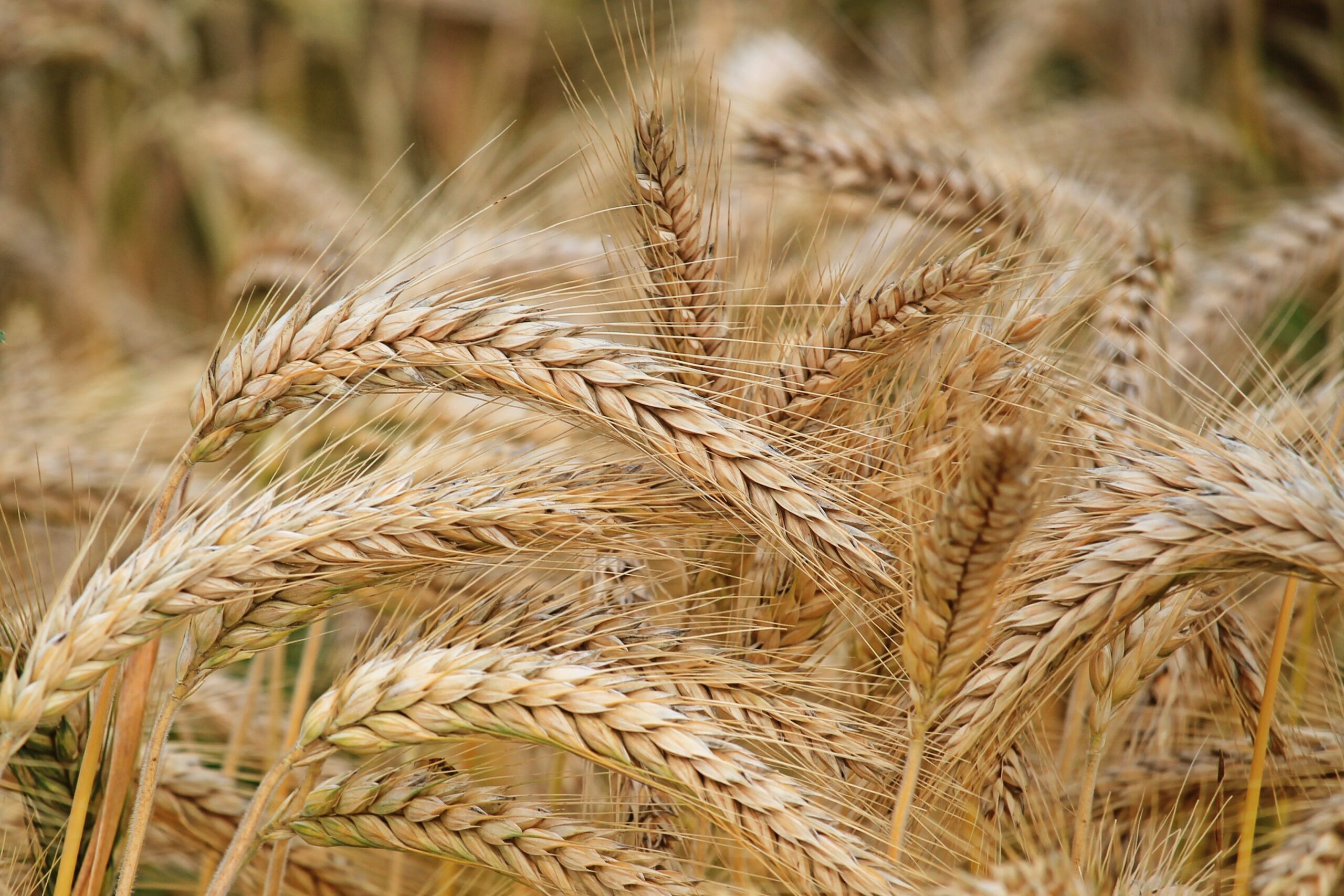 Colorado Wheat Announces 2023 County Meetings and Election Dates